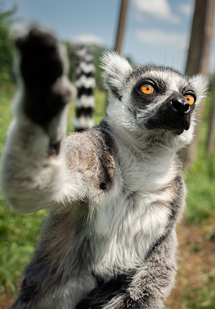 Zoo  Opole - dla dzieci